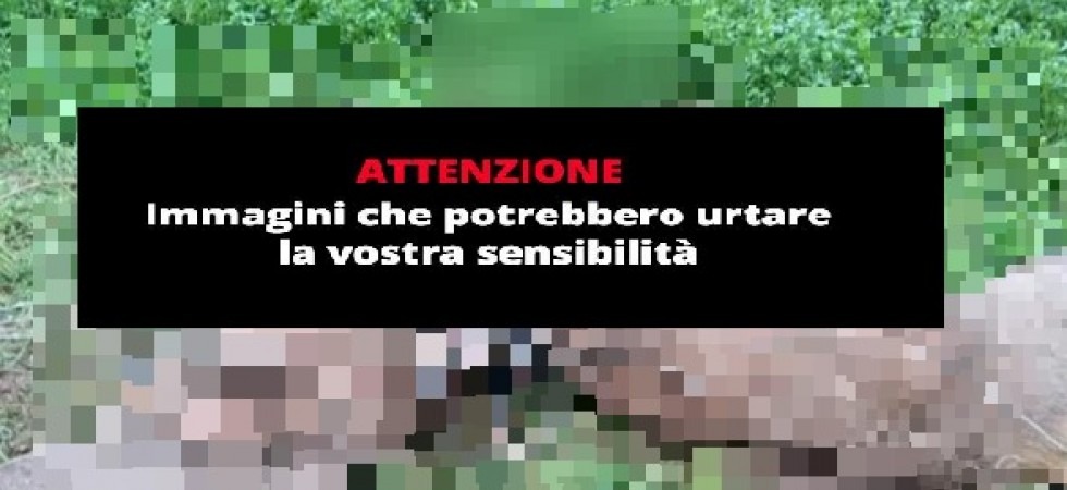 Due cervi finiscono contro i filari di un vigneto e muoiono strangolati